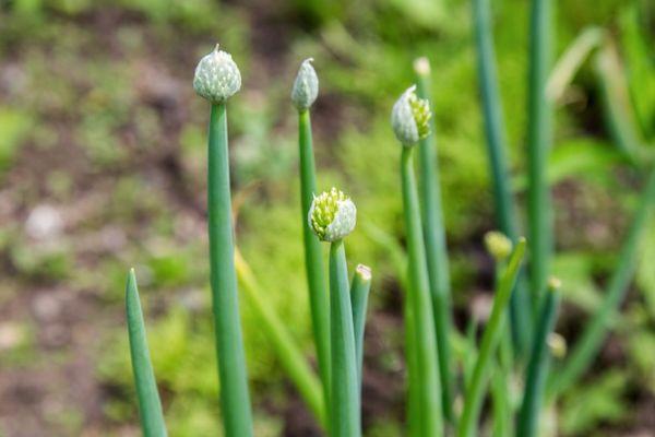 ธนูพร้อมลูกศร