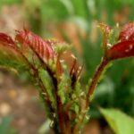 เพลี้ยอ่อนบนหัวบีท