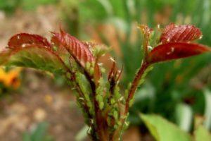 วิธีควบคุมเพลี้ยอ่อนในหัวบีทโดยใช้วิธีพื้นบ้านในพื้นที่โล่ง ควรรักษาด้วยอะไร