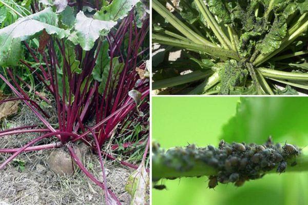 การต่อสู้กับเพลี้ยอ่อน