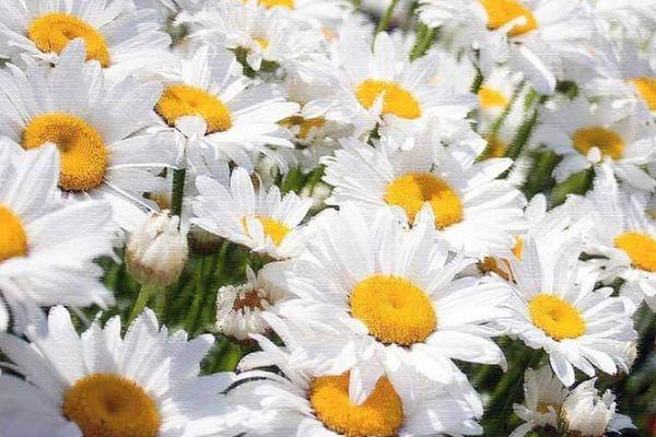 ดอกคาโมมายล์