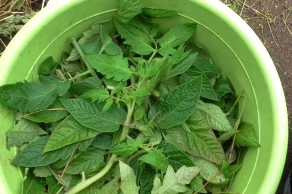 ยอดมะเขือเทศ