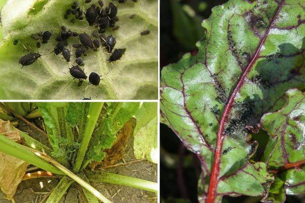 ศัตรูพืชในหัวบีท