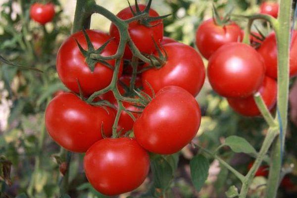 Une branche avec des tomates