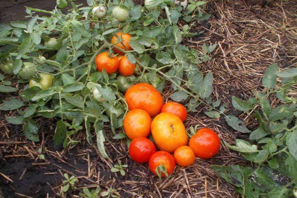 Un buisson avec des tomates