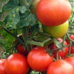 Une branche avec des tomates