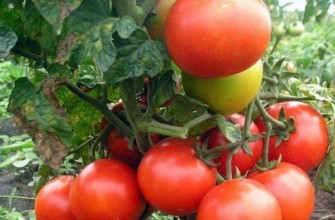 กิ่งที่มีมะเขือเทศ