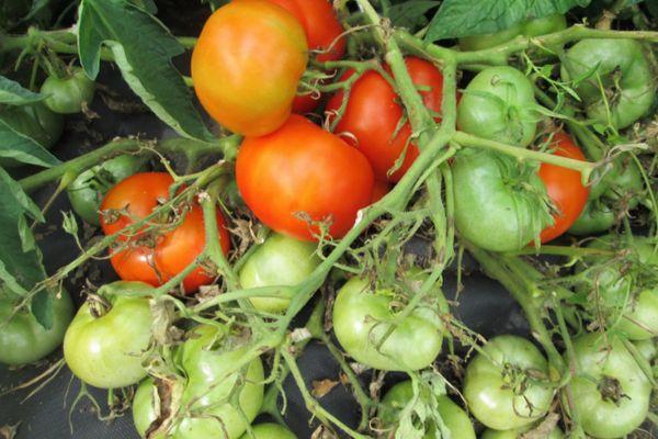 Cultiver des tomates