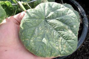 ทำไมใบแตงกวาจึงม้วนเข้าด้านใน และต้องทำอย่างไร?