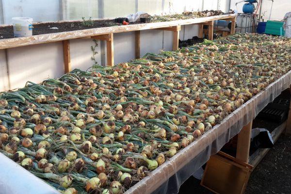 Séchage des oignons