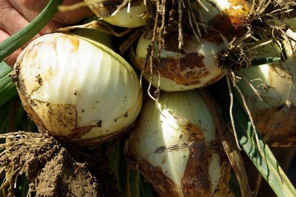 Récolte des oignons