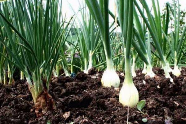 Cultiver des oignons