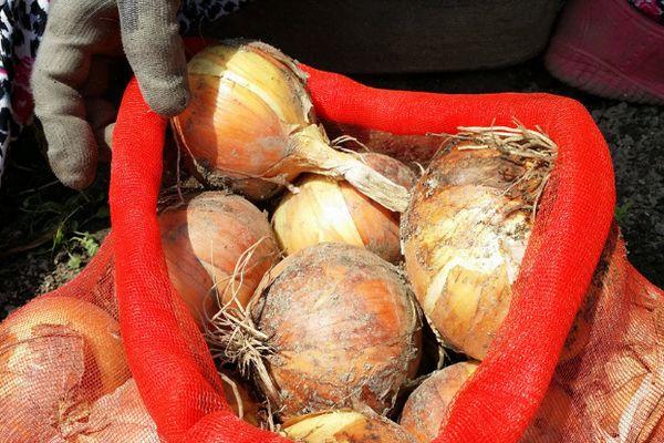 Un sac d'oignons