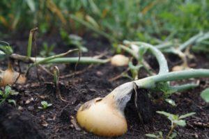 วิธีการให้อาหารและเก็บเกี่ยวหัวหอมในช่วงฤดูร้อนที่มีฝนตก