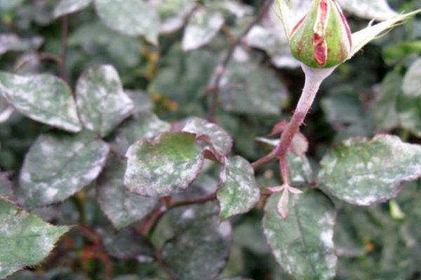 โรคราแป้ง