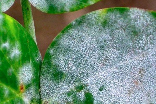 โรคราแป้ง