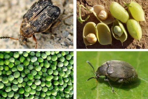 ด้วงงวงถั่ว