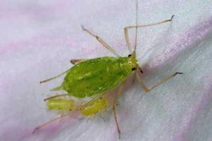 คำอธิบายเกี่ยวกับศัตรูพืชและโรคถั่ว แนวทางการรักษาและการควบคุม