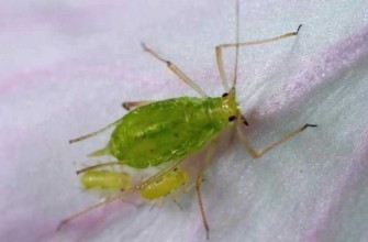 เพลี้ยอ่อนถั่ว