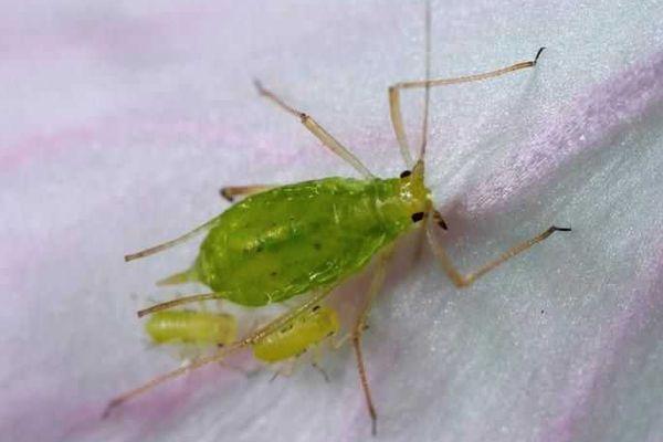 เพลี้ยอ่อนถั่ว