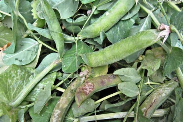 โรคราน้ำค้างในถั่ว