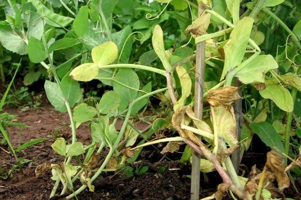 โรคเหี่ยวจากเชื้อราฟูซาเรียมในถั่ว