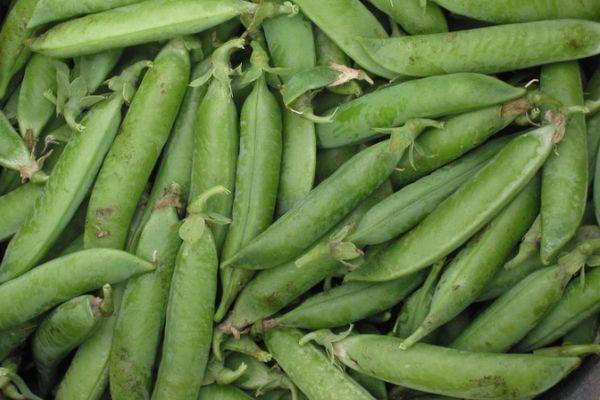 ถั่วลันเตา