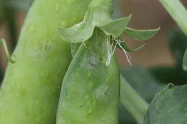 โรคเน่าสีเทา