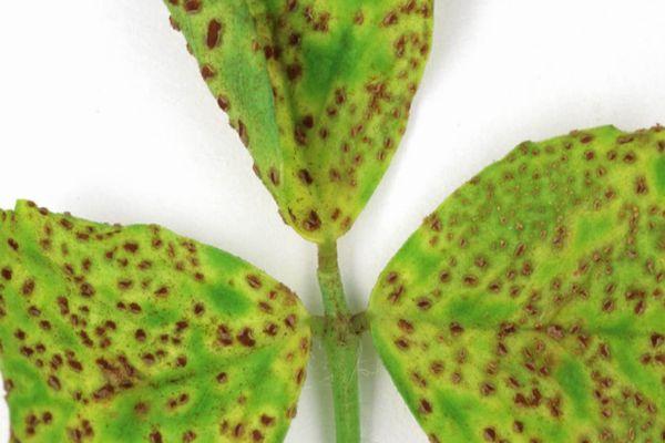 สนิมถั่ว