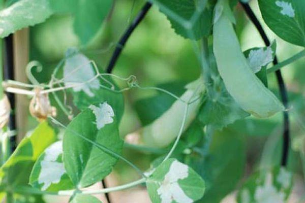 การปลูกถั่ว