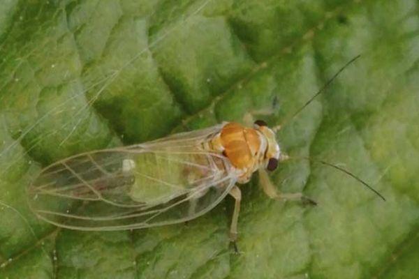 เพลี้ยจักจั่นร่ม