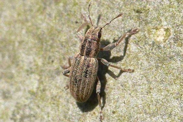 ด้วงงวงหัว