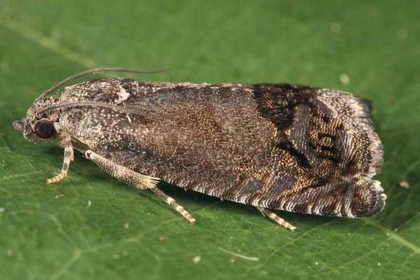 ผีเสื้อกลางคืนถั่ว