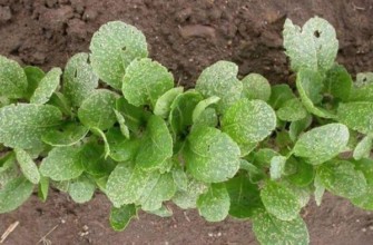 การปลูกหัวไชเท้า