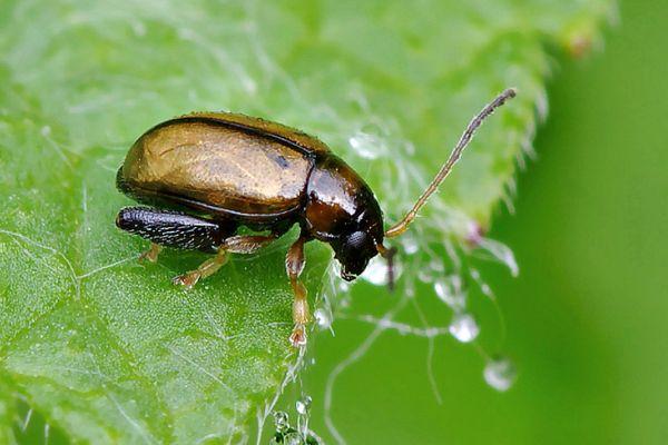 ด้วงหมัดตระกูลกะหล่ำ