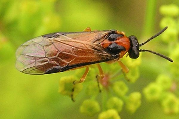 เพลี้ยจักจั่นข่มขืน