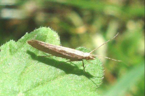 หนอนผีเสื้อกะหล่ำปลี