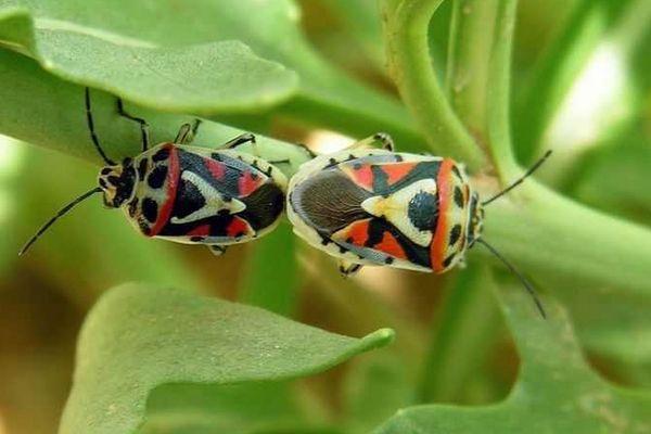 แมลงหวี่ขาว