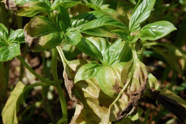 ศัตรูพืชของโหระพา