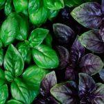 โหระพาสด