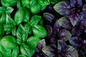 วิธีปลูกโหระพาในเรือนกระจกในฤดูหนาว: เคล็ดลับ