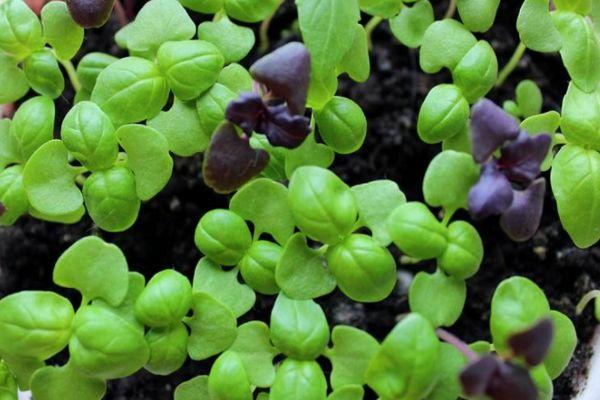 ต้นกล้าในภาชนะ