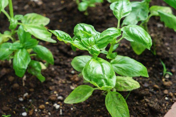 กะเพราต้นอ่อน