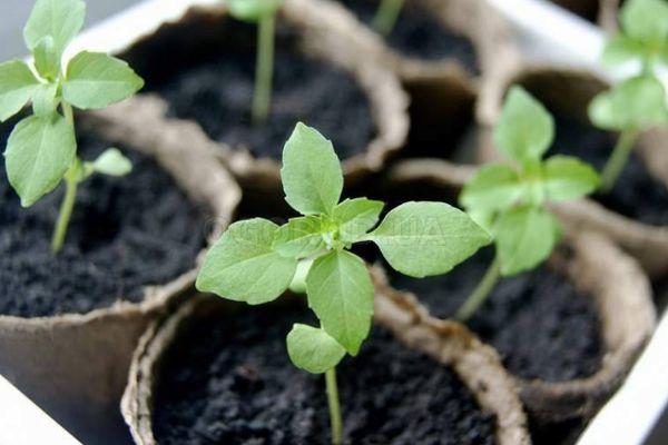 ต้นกล้าโหระพา