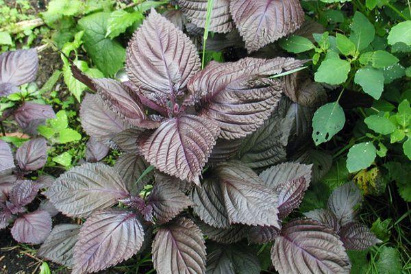 โหระพาบากู