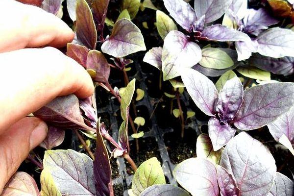 โหระพาเยเรวาน