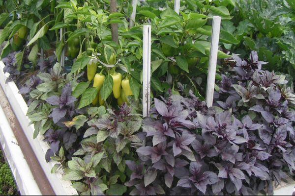 การปลูกโหระพา