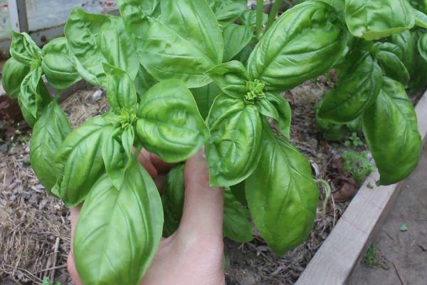 สมุนไพรโหระพา