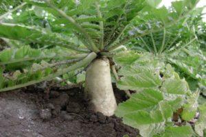 Top 10 des conseils pour cultiver et planter du daikon en pleine terre dans la région de Moscou