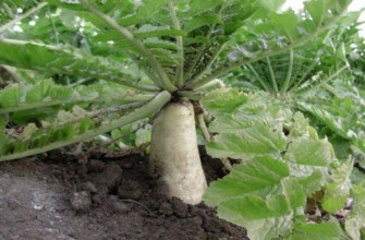 หัวไชเท้า